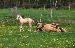 Le bonheur est dans le pré