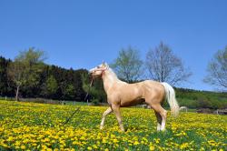Le bonheur est dans le pré